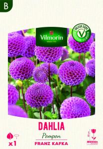 Dahlia pompon Franz Kafka (x1)